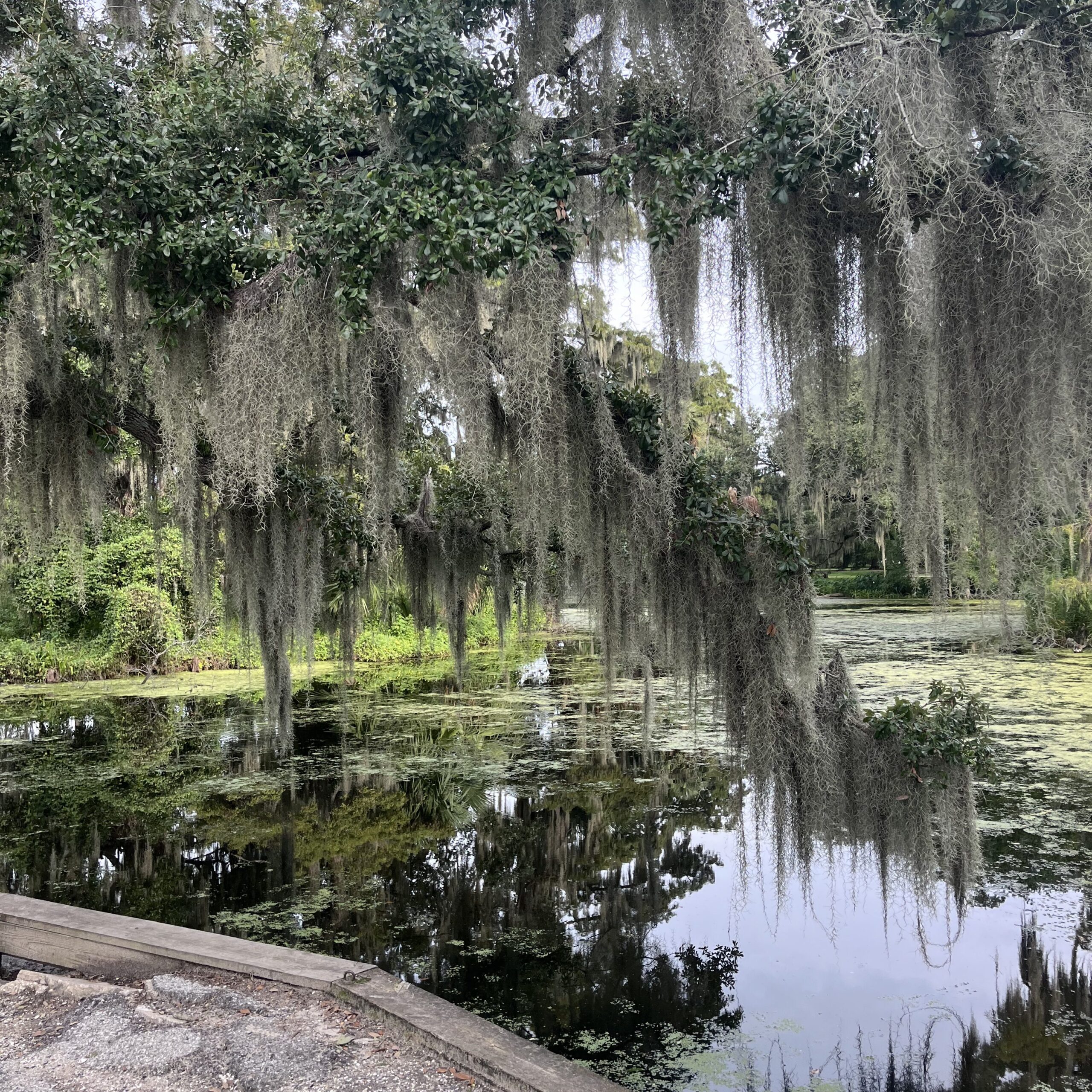 новый орлеан городской парк природа