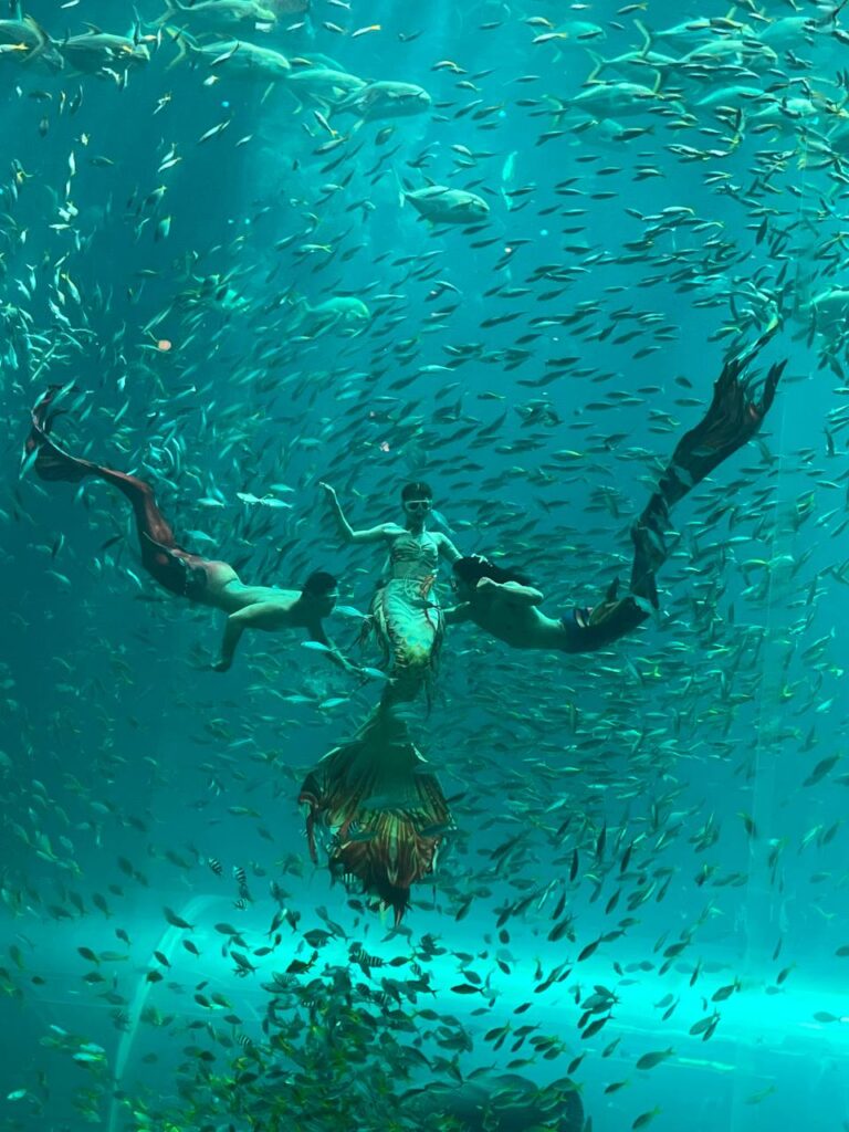 фукуок шоу русалок