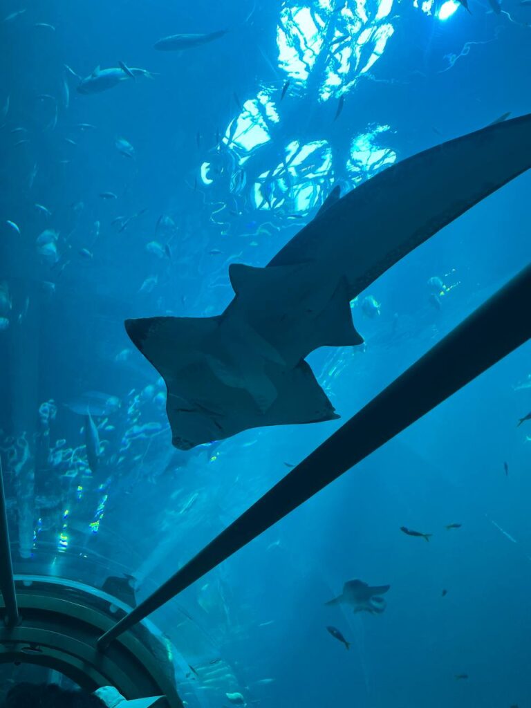 фукуок океанариум аквариум