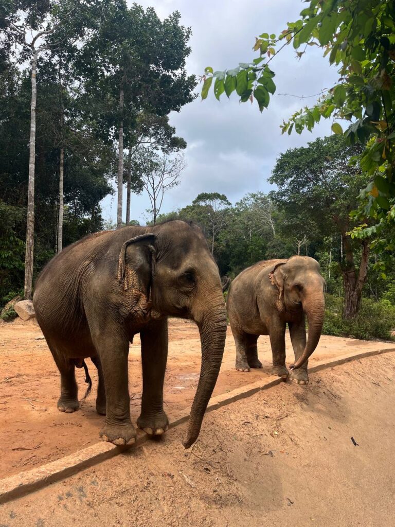 VinPearl Safari сафари парк фукуок