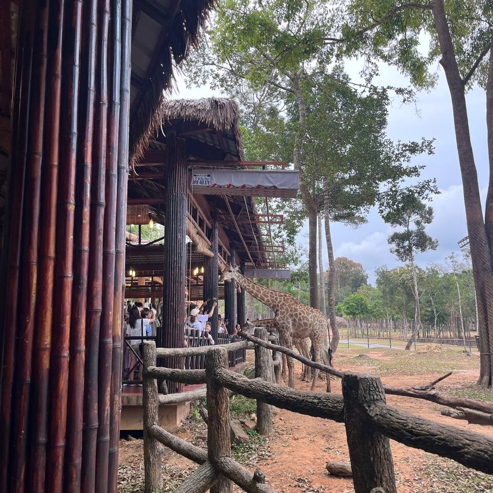 VinPearl Safari сафари парк фукуок жирафы