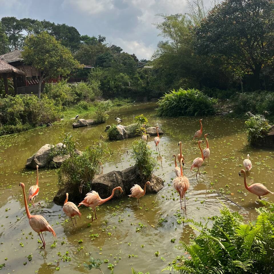 VinPearl Safari сафари парк фукуок