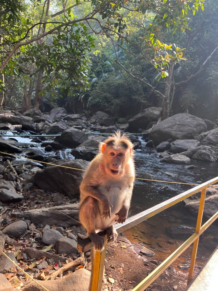 Тур: водопад Дудхсагар Гоа